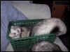 What a bunch of basket-cases!!!