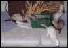 Looks like Panda and Cocoa Bean are the only two who refused to sit still for this pic :-p