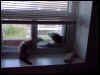 Dipstix wasn't sure how to get out of the window so he asked Bear for some help.