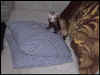 Bear is king of the pillows!