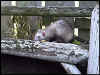 Wizzer checking out the old bench.