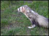 Smokey on watch patrol.