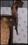 Bear always trying to get into that kitchen! And usually succeeding!