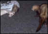 bearwiz.jpg (119259 bytes)