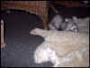 Poink and Smokey...Bear hiding under the chair