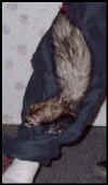 Cocoa Bean loves to climb into pant legs and pockets!