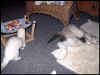 Poink and Smokey.