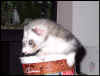 Smokey, bet he wishes there was still ice cream in there.