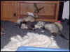 Tag team wrestling! Smokey and Panda go at it, as Bear wonders if he should join in.